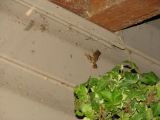 Pacific Tree Frog back home on back deck Pacific Tree Frog back home on back deck